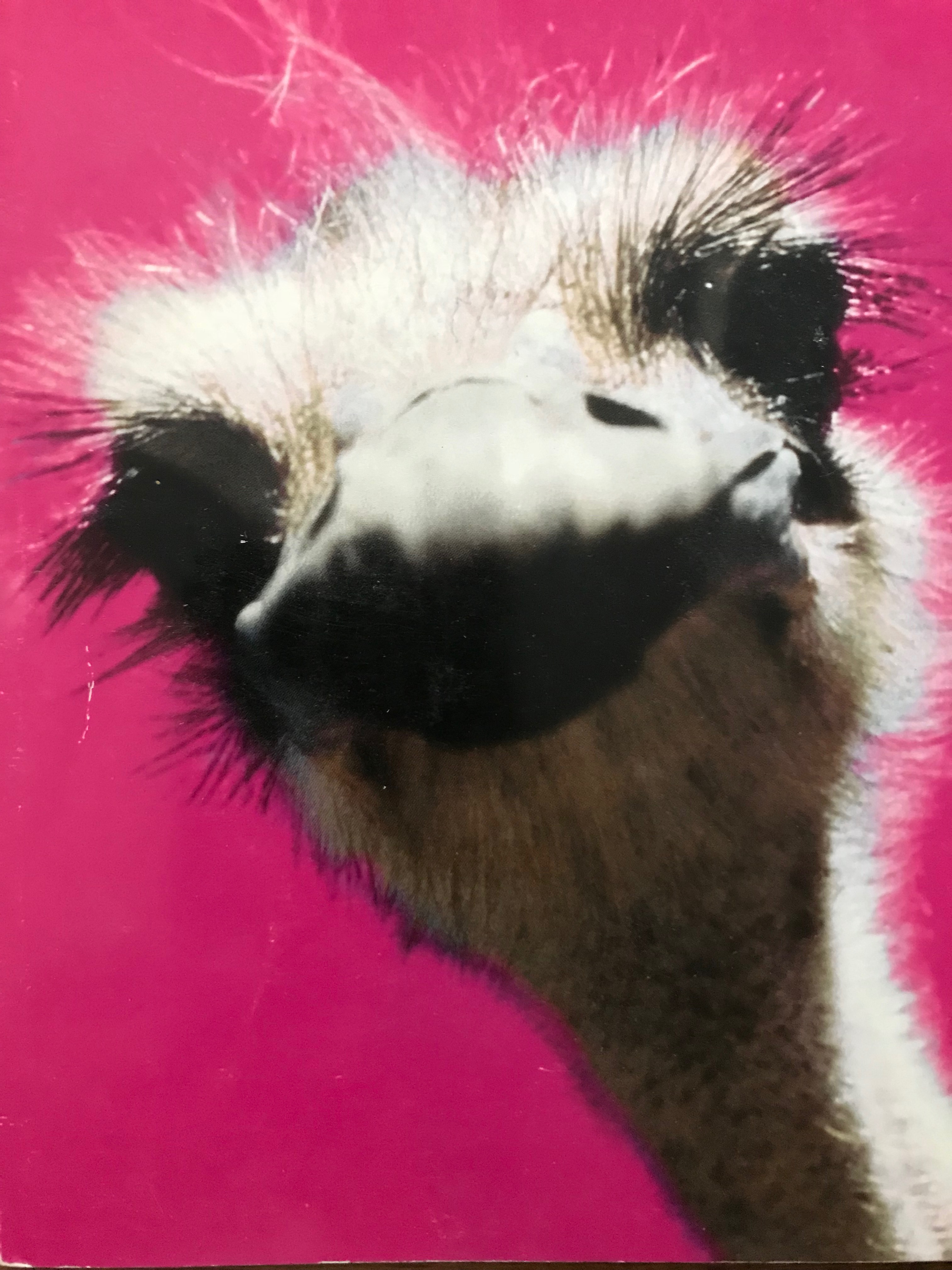 Birthday Match Game!