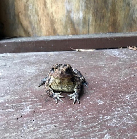 Toadally Content