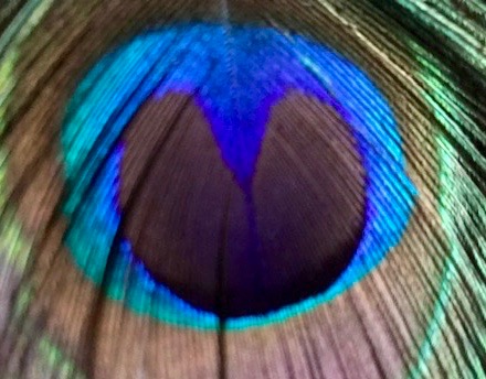 Survival of the Prettiest