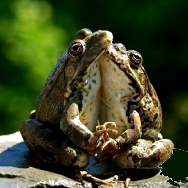 That’s So Pat! 2/27/19