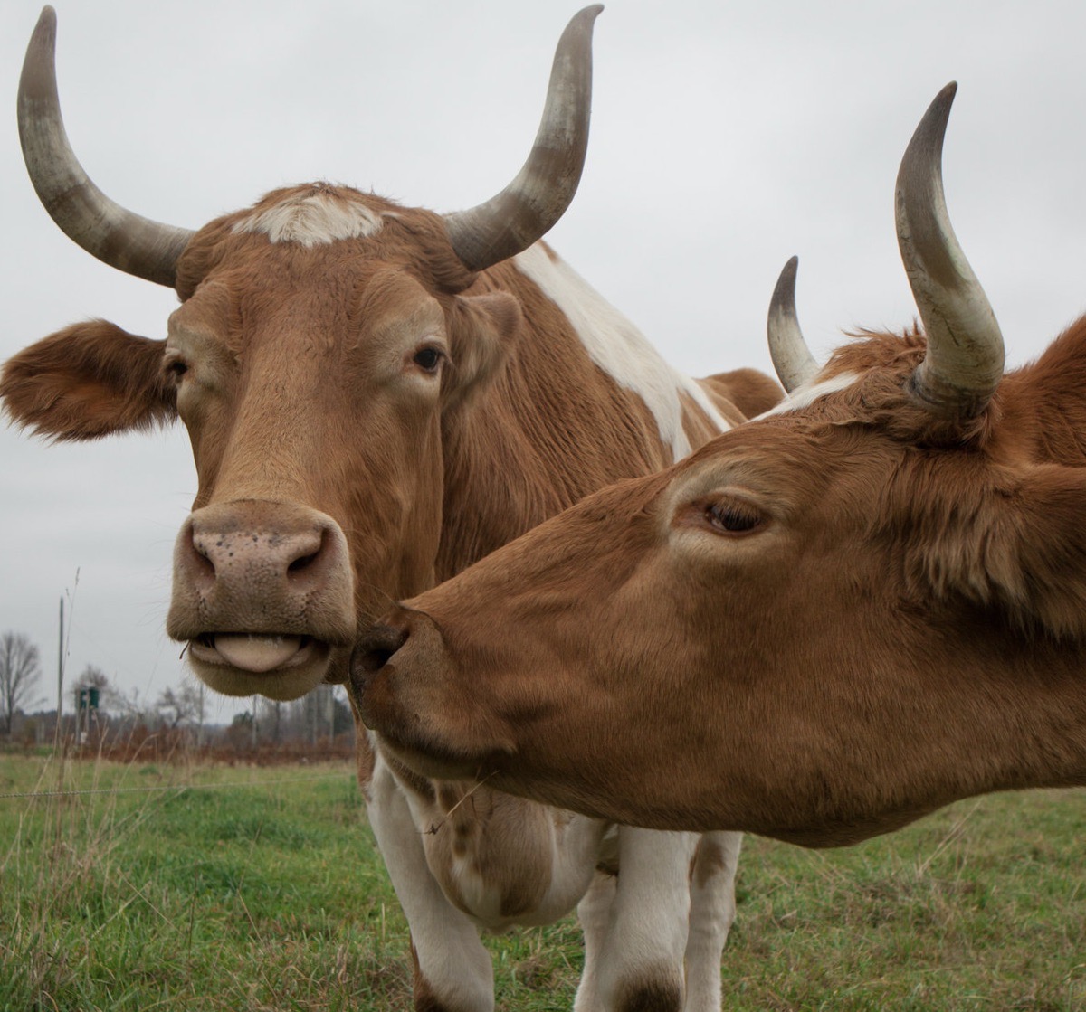 Love as Strong as An Ox