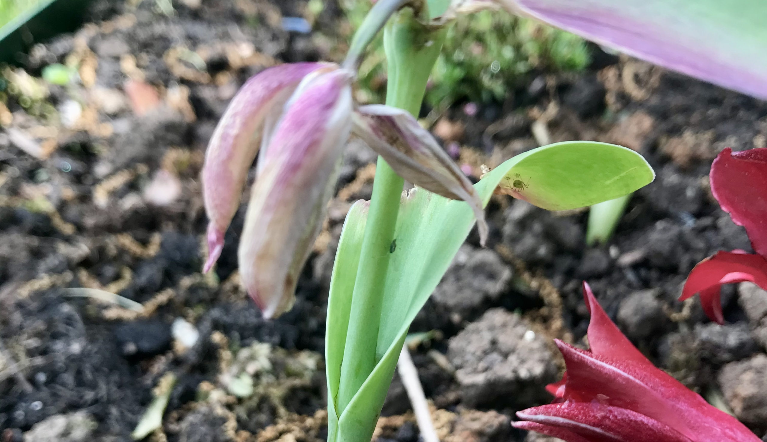 The Little Tulip That Could