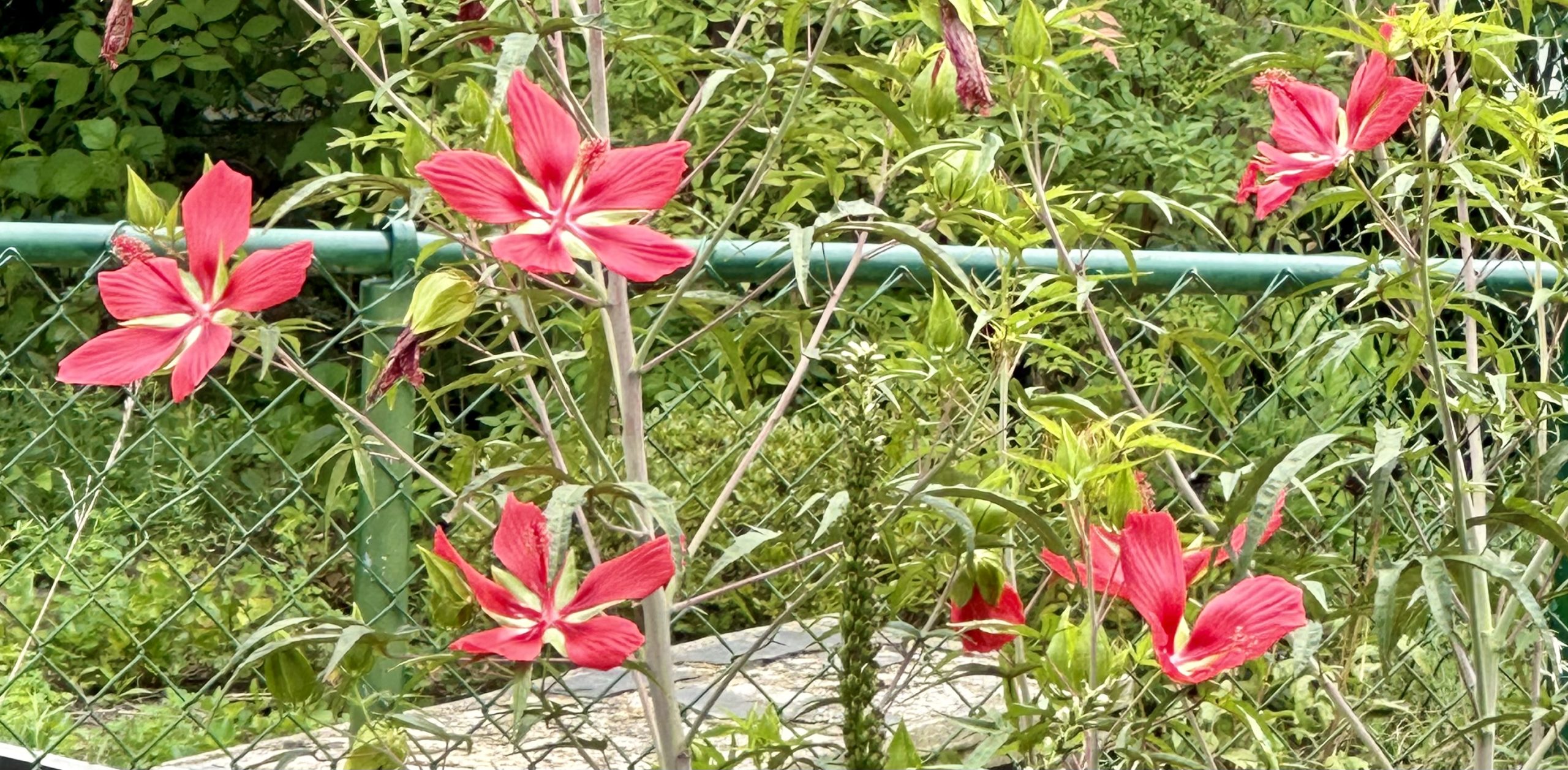 Scarlet Rose Mallow Wisdom