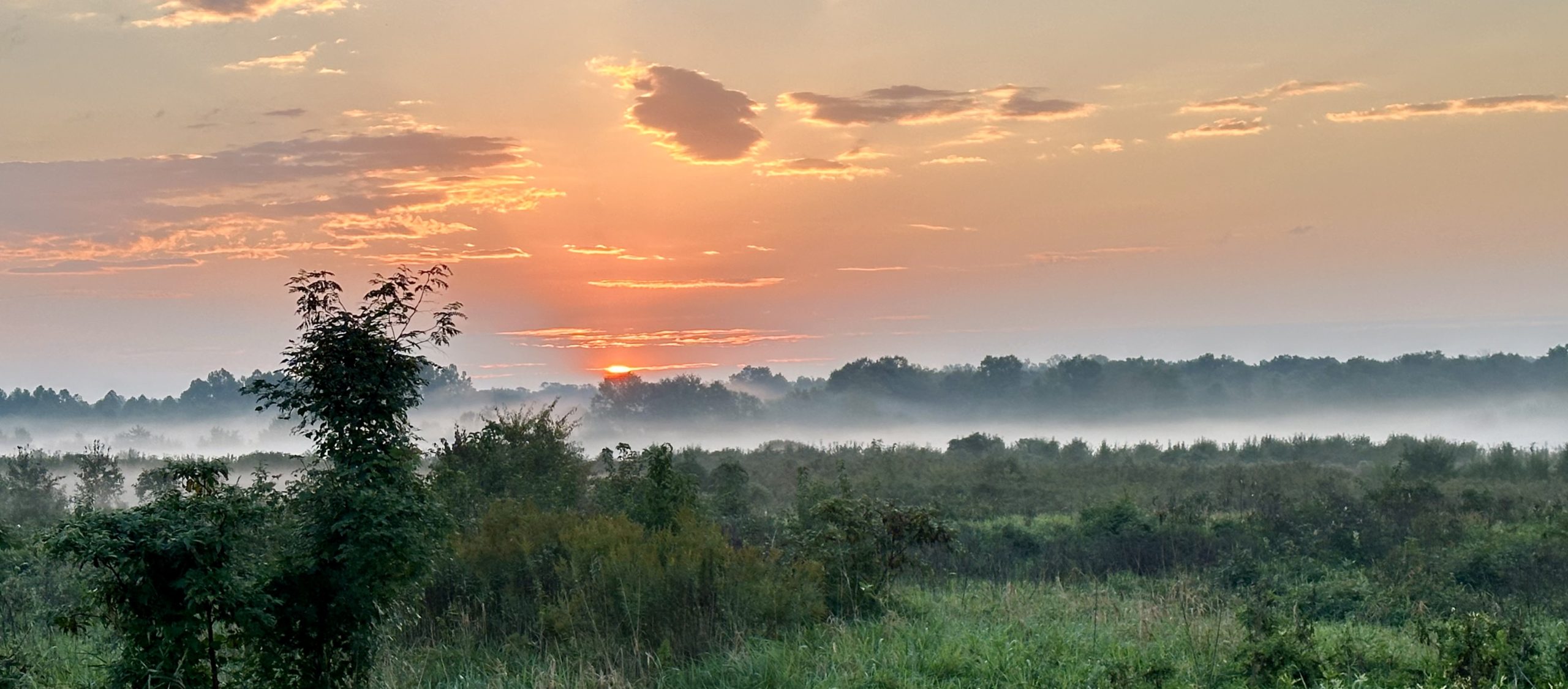 Peace of Wild Things