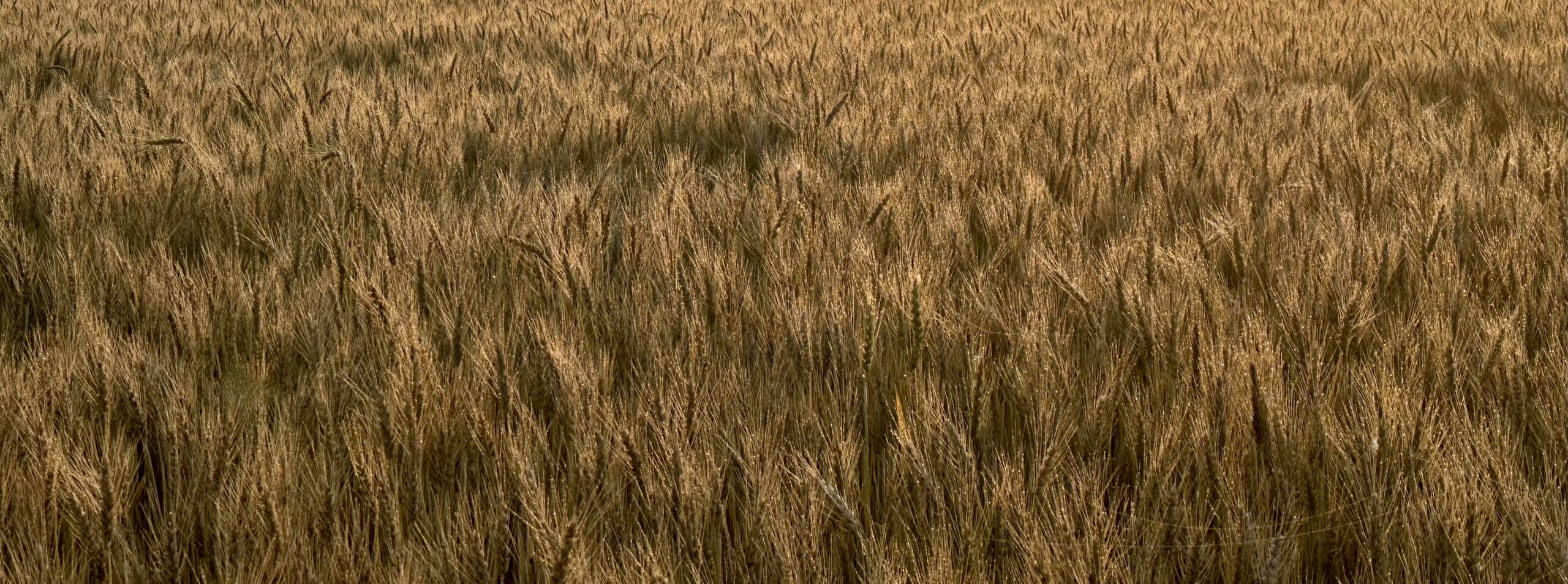 Nature is Party to All