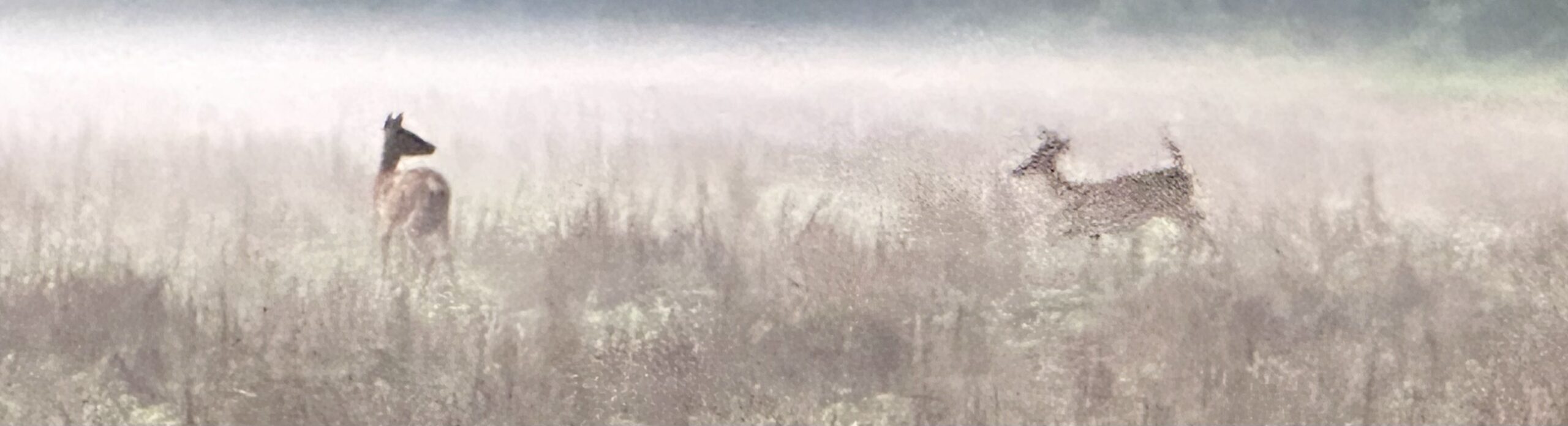 Don’t Wait to Become Enchanted