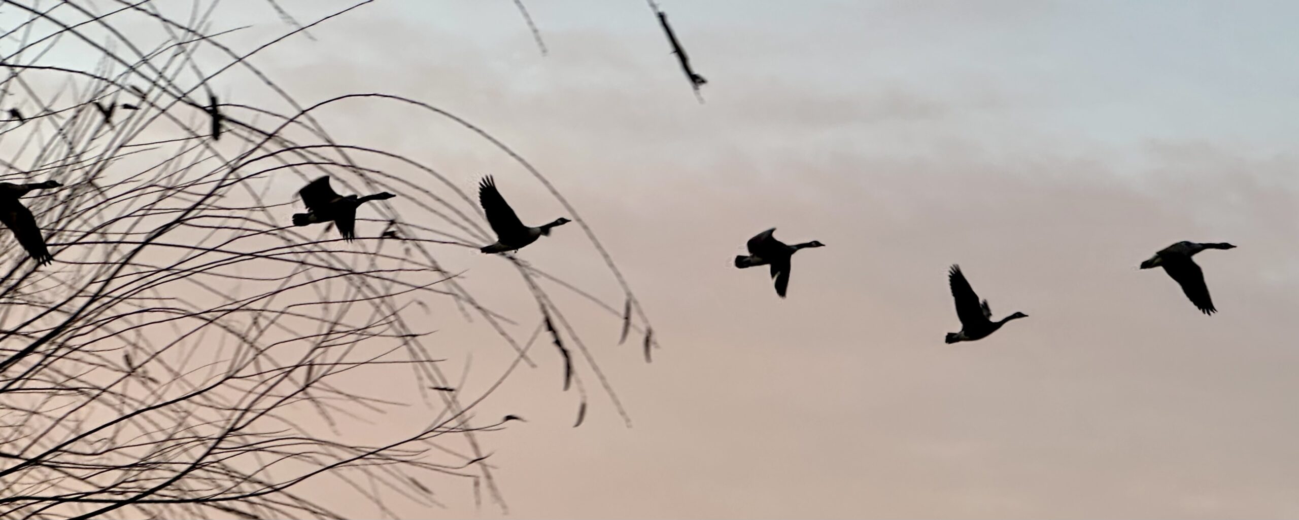 We Contain Multitudes