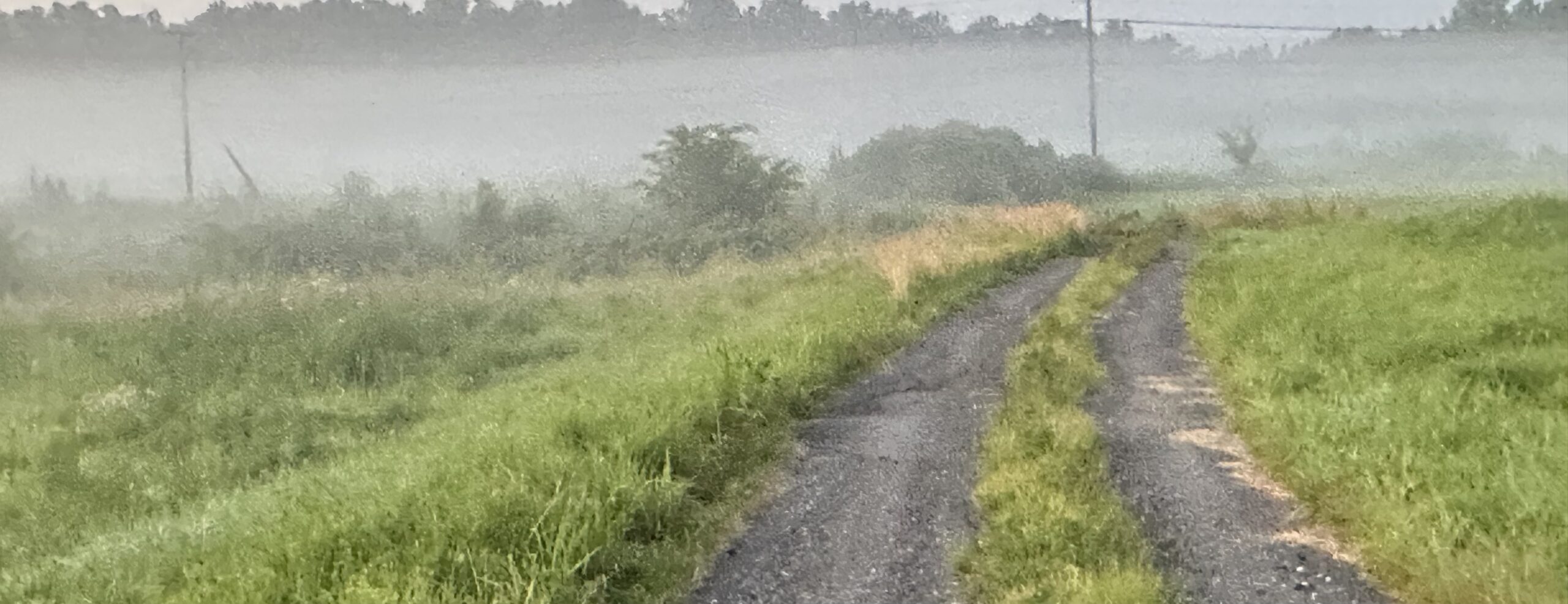 Sunrise Animal Speak