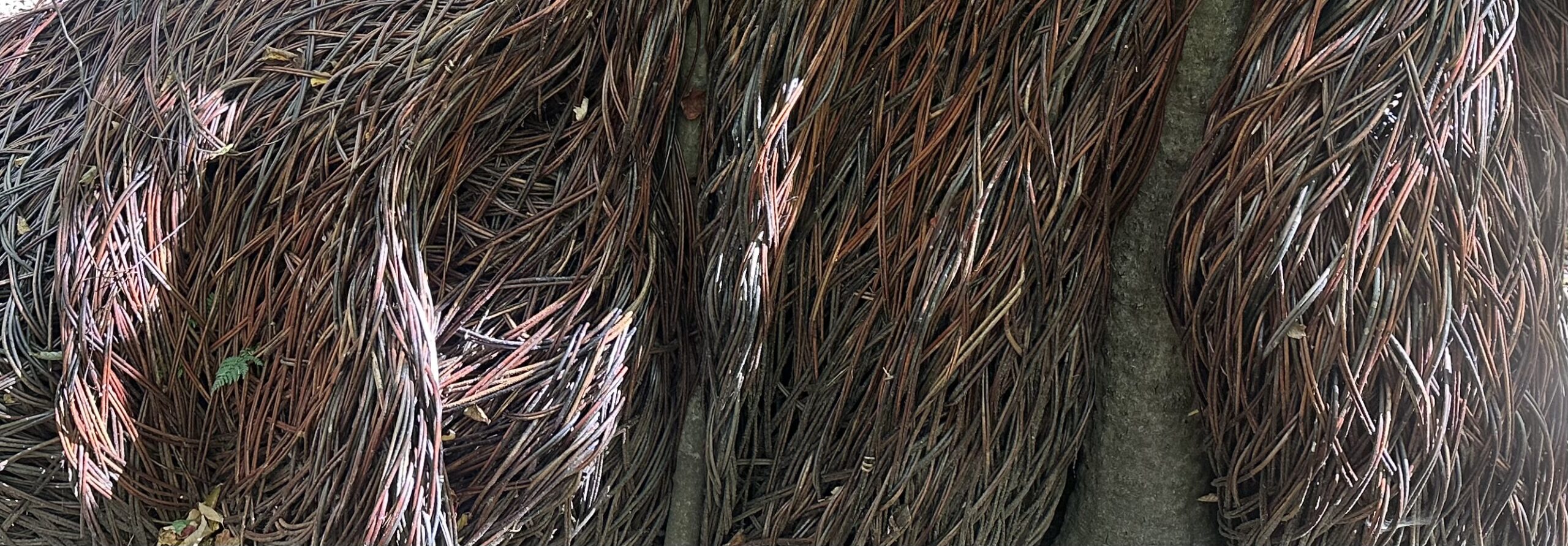 Gathering My Thoughts