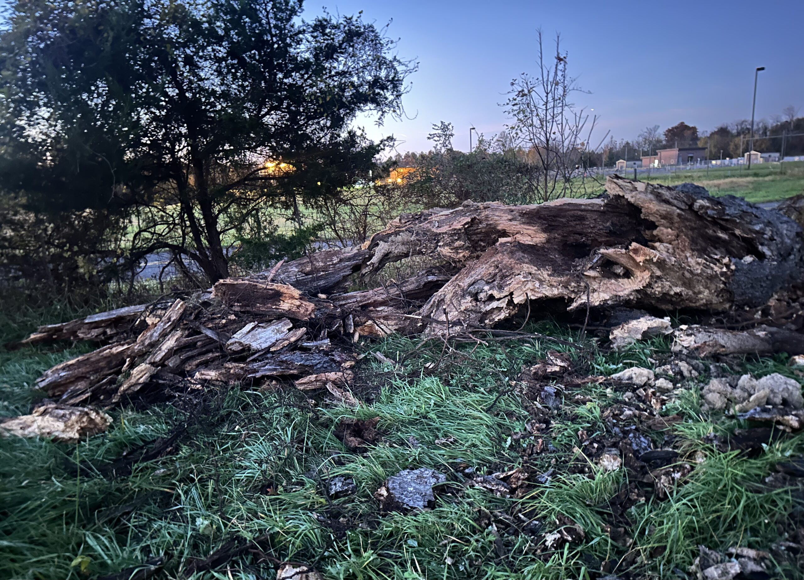 When A Great Tree Falls