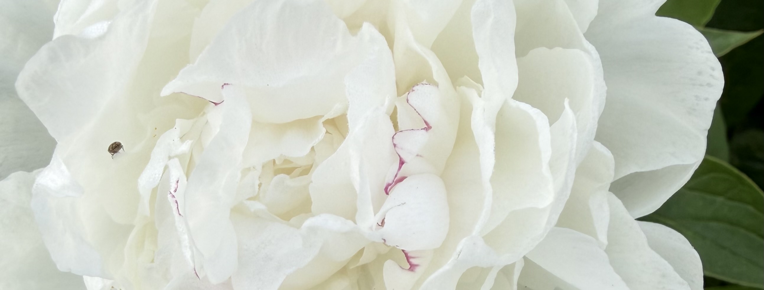 The Light of Peonies