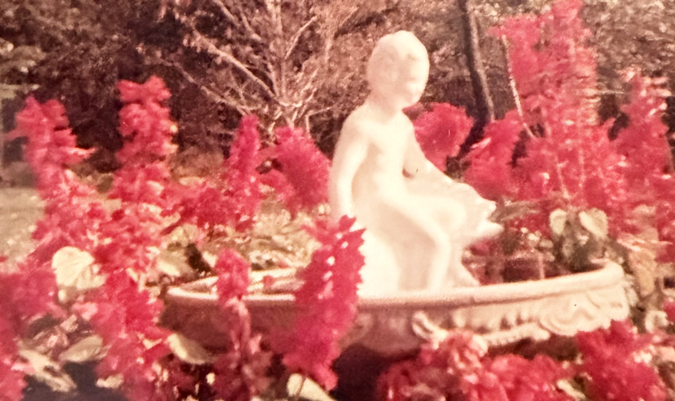 My Mother’s Gardens